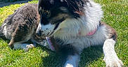 Four is registered to the contest to win money with this photo: dog, grass, outdoor, sunlight, greenery, pet, canine, fur, relaxed, nature, garden, animal, black_and_white, fluffy, laying_down, daytime, leafy_background, collar, side_view, domestic_animal