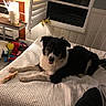 Four is registered to the contest to win money with this photo: animal, bed, black_and_white, blanket, carpet, chew_bone, companion, cozy, cute, dog, furniture, home_interior, indoor, lamp, mammal, pet, relaxing, resting, toy, window