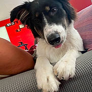 Four is registered to the contest to win money with this photo: animal, black_and_white, canine, close_up, couch, cute, dog, domestic_animal, ears, fluffy, fur, furniture, home, indoor, paw, pet, portrait, red_wall, relaxed, tongue