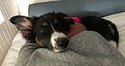 Four is registered to the contest to win money with this photo: bed, black_and_white, blanket, canine, casual, comfort, couch, cozy, dog, ear, fur, home, indoor, nose, person, pillow, relaxing, resting, sleepy, snuggling