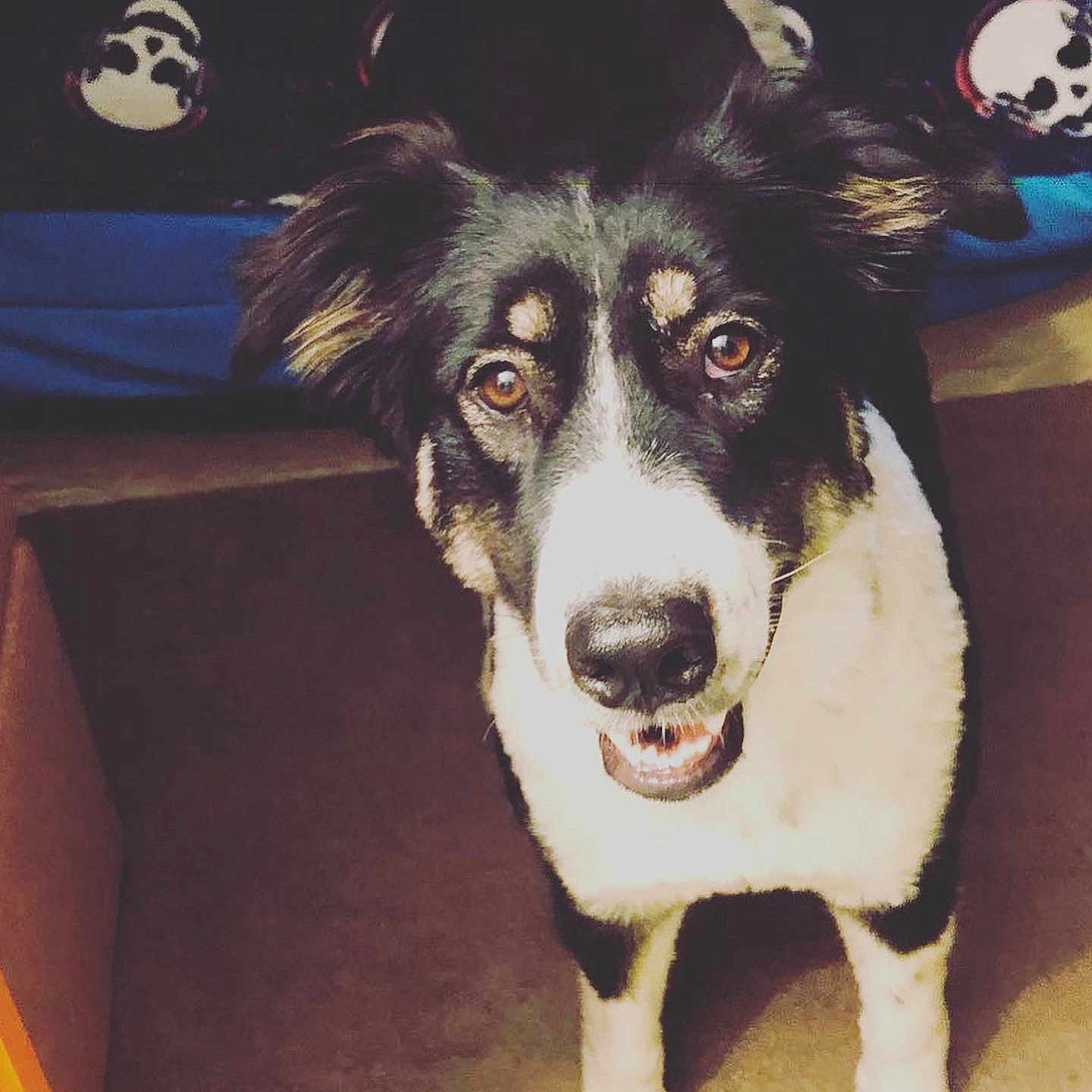 Four is registered to the contest to win money with this photo: animal, black_and_white, blanket, brown_eyes, canine, carpet, dog, ears_up, floor, friendly, fur, happy, indoor, looking_up, muzzle, pet, portrait, skull_pattern, snout, standing