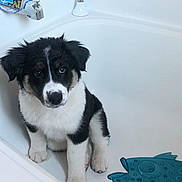 Four joined the competition — help win amazing prizes! puppy, dog, bathtub, bathroom, pet, black_and_white, fur, toy, fish_shaped_toy, cute, young_dog, indoor, clean, white, sitting, looking_up, ears, nose, paws, pet_care