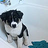 puppy, dog, bathtub, bathroom, pet, black_and_white, fur, toy, fish_shaped_toy, cute, young_dog, indoor, clean, white, sitting, looking_up, ears, nose, paws, pet_care