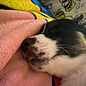 Four is registered to the contest to win money with this photo: dog, sleeping, close_up, tongue_out, blanket, pink, colorful, cartoon, pattern, cozy, resting, fur, pet, cute, relaxation, indoor, soft_texture, animal, face, napping