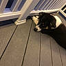 Four joined the competition — help win amazing prizes! animal, black_and_white, calm, curious, dog, domestic_animal, ears, evening, fur, lying_down, nose, outdoor, paw, pet, porch, quiet, railing, resting, side_view, wooden_deck