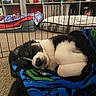 Four joined the competition — help win amazing prizes! puppy, dog, sleeping, blanket, fence, pet_bed, carpet, indoor, cozy, resting, black_and_white, fur, cage, home, living_room, shelving, framed_photos, decor, toy_car, quiet