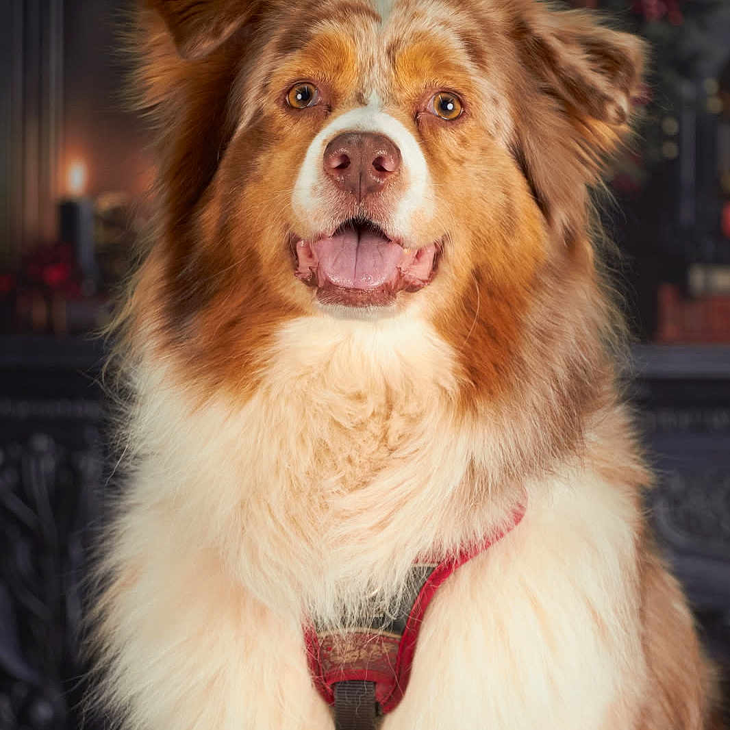 Perle participe au concours pour gagner de l'argent avec cette photo : animal, brown, candlelight, canine, closeup, cozy, decorations, dog, ears, eyes, fluffy, fur, happy, indoors, muzzle, pet, portrait, red_harness, warm_lighting, white