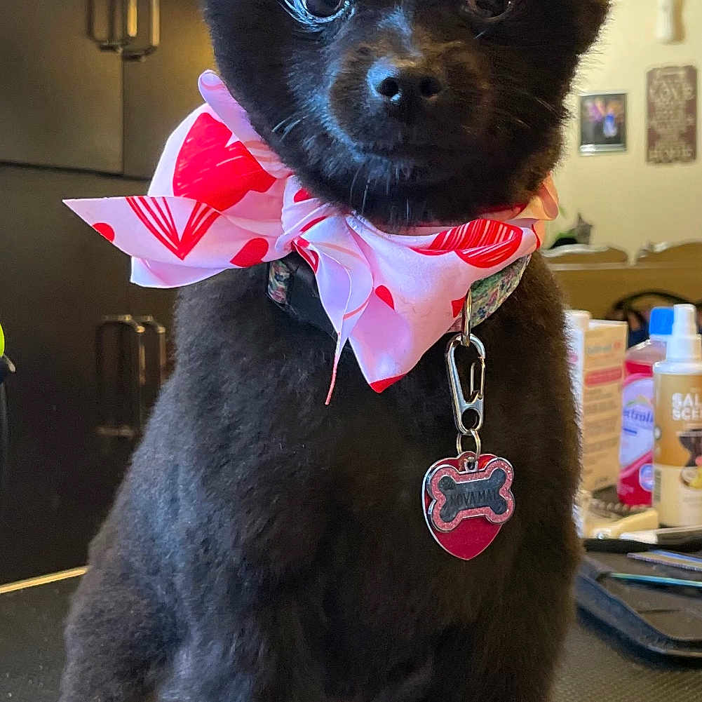 Nova Mae