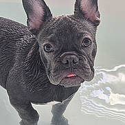 Mrs. Molly Girl is registered to the contest to win money with this photo: dog, french_bulldog, puppy, wet, water, ears, tongue, pet, animal, cute, looking_up, closeup, black_dog, small_dog, adorable, young_dog, outdoor, curious, standing, mammal
