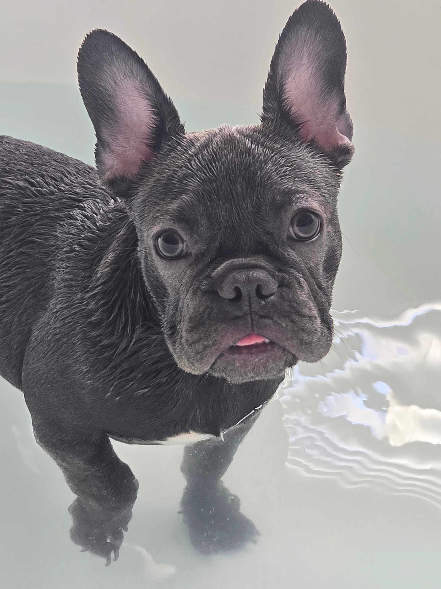 Mrs. Molly Girl is registered to the contest to win money with this photo: dog, french_bulldog, puppy, wet, water, ears, tongue, pet, animal, cute, looking_up, closeup, black_dog, small_dog, adorable, young_dog, outdoor, curious, standing, mammal