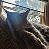 Taz joined the competition — help win amazing prizes! cat, sleeping, indoor, window, sunlight, shadow, blanket, feline, cozy, relaxing, fur, whiskers, paw, home, comfort, resting, daylight, animal, pet, quiet