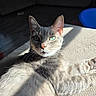 Taz joined the competition — help win amazing prizes! cat, feline, pet, animal, sunlight, green_eyes, whiskers, fur, relaxing, indoor, close_up, portrait, tabby, ears, nose, paw, shadow, texture, cozy, soft