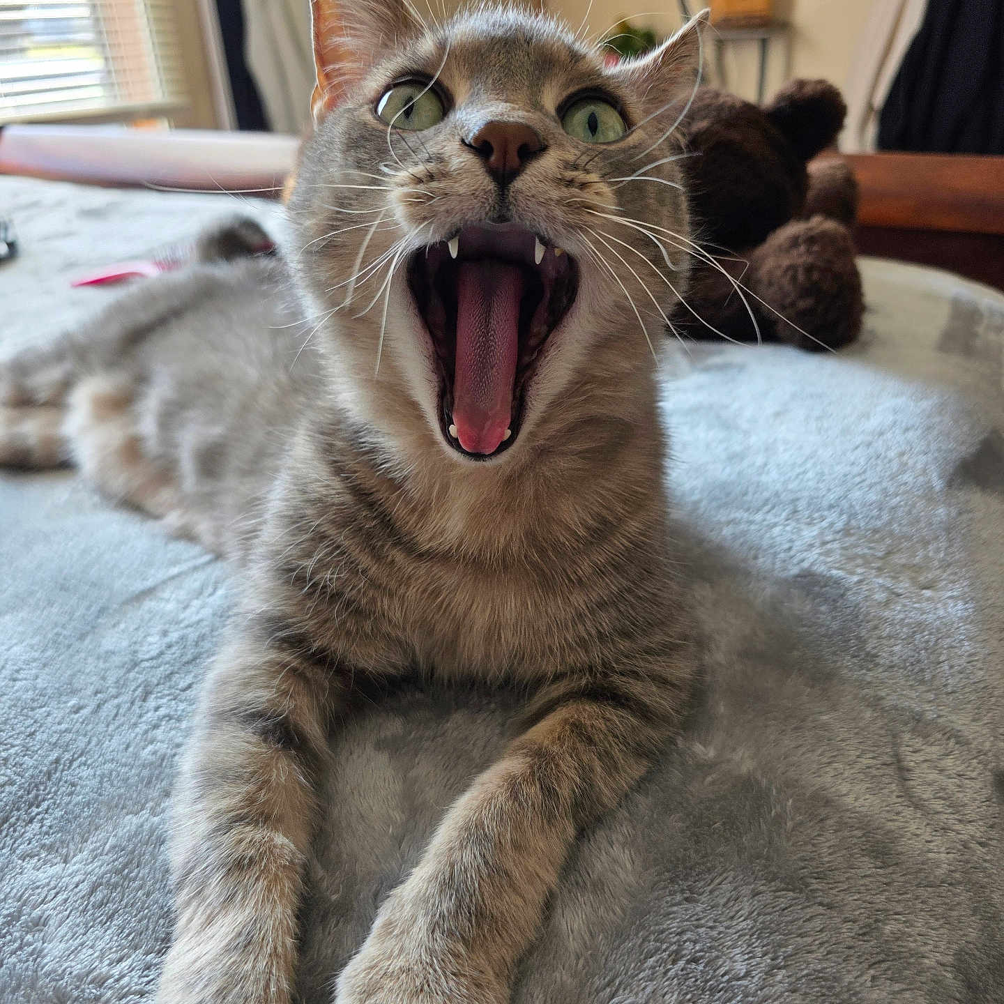 Taz