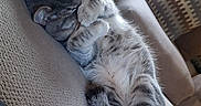 Taz joined the competition — help win amazing prizes! cat, tabby, sleeping, couch, paws, cozy, indoor, furniture, patterned_pillow, resting, cute, fur, whiskers, relaxing, pet, home, window, light, tail, animal