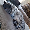 cat, tabby, sleeping, couch, paws, cozy, indoor, furniture, patterned_pillow, resting, cute, fur, whiskers, relaxing, pet, home, window, light, tail, animal