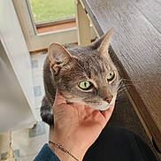 Taz joined the competition — help win amazing prizes! cat, gray_cat, green_eyes, hand, human_hand, bracelet, wooden_table, indoor, door, window, floor_tiles, curious, pet, animal, feline, domestic_cat, resting, daylight, human_interaction, cozy