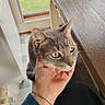 cat, gray_cat, green_eyes, hand, human_hand, bracelet, wooden_table, indoor, door, window, floor_tiles, curious, pet, animal, feline, domestic_cat, resting, daylight, human_interaction, cozy