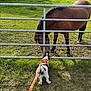 animal, black, brown, canine, curious, daytime, dog, equine, fence, field, grass, greenery, horse, leash, nature, outdoor, pet, sunlight, walking, white
