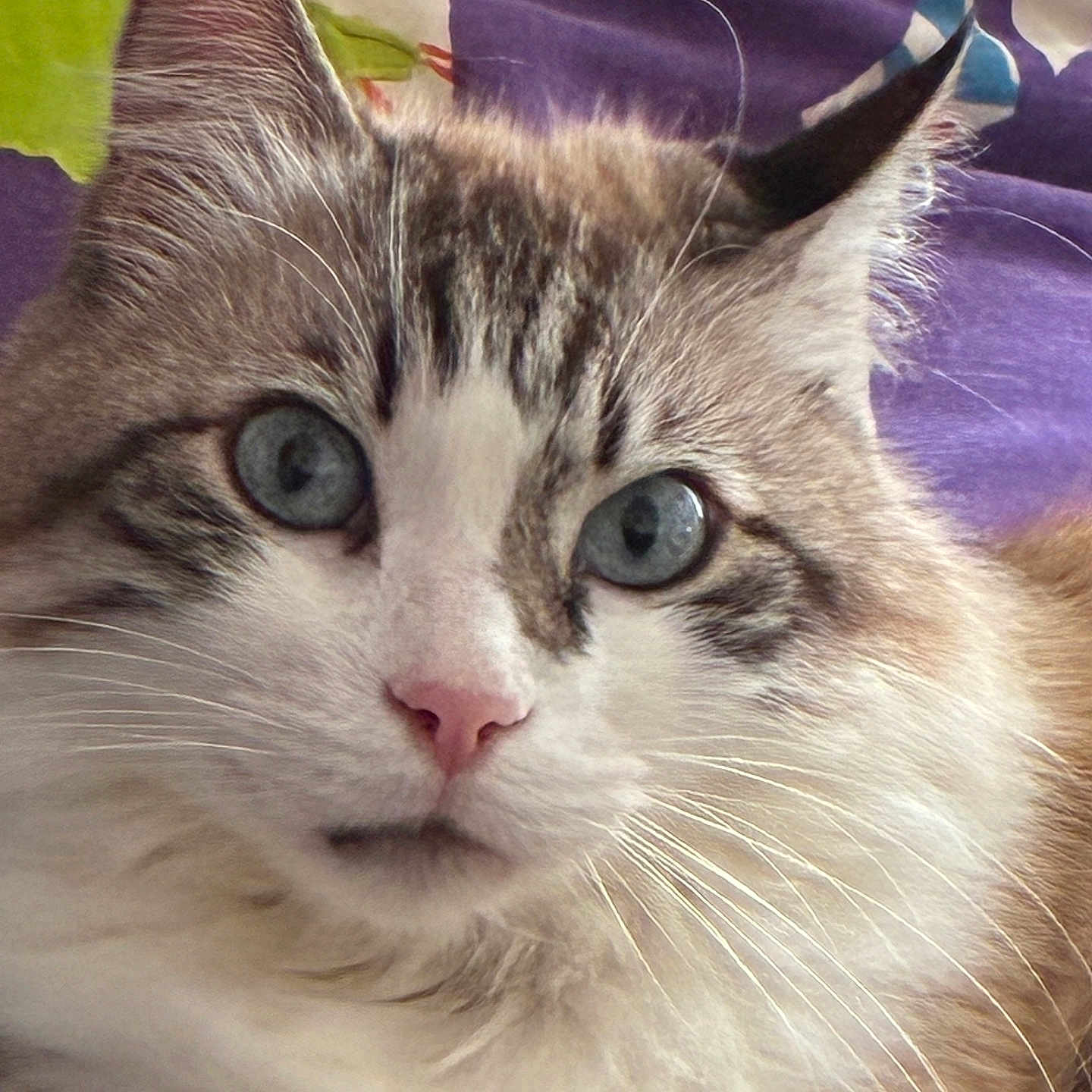 Hélyo participe au concours pour gagner de l'argent avec cette photo : animal, blue_eyes, cat, close_up, colorful_background, cute, domestic_animal, feline, fluffy, green, indoor, looking_at_camera, mammal, pet, pink_nose, portrait, purple, relaxed, soft_fur, whiskers