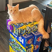 Uzi joined the competition — help win amazing prizes! brisk_iced_tea, cat, curious, domestic_cat, feline, floor, gummi, household, indoor, kitchen, looking_at_camera, orange_cat, orange_fur, pepsi, pet, resting, soda_boxes, stacked_boxes, tail, wood_floor