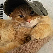 Simba Riley joined the competition — help win amazing prizes!