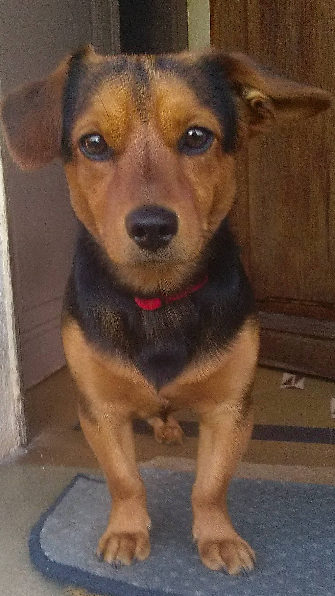 Enzo participe au concours pour gagner de l'argent avec cette photo : canidae, carnivore, clock, collar, companion_dog, dog, dog_breed, ear, fawn, fur, liver, pet_supply, puppy, snout, sporting_group, terrestrial_animal, whiskers, working_animal, working_dog