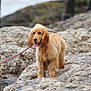 Vaya a rejoint le concours — aidez-le/la à gagner de superbes lots ! dog, golden_retriever, puppy, leash, rocks, outdoor, nature, pet, animal, fur, tongue_out, curious, walking, water, coast, adventure, young_dog, mammal, canine, wet_ears