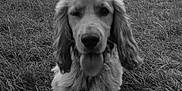 Vaya participe au concours pour gagner de l'argent avec cette photo : dog, puppy, winking, tongue_out, grass, outdoor, nature, water, cloudy_sky, sculpture, statue, black_and_white, canine, fluffy, ears, animal, field, playful, portrait, closeup