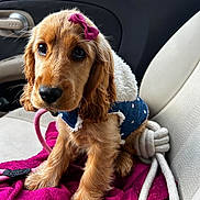 Vaya participe au concours pour gagner de l'argent avec cette photo : puppy, dog, bow, blue_jacket, polka_dot, car_interior, car_seat, blanket, pink_bow, leash, cute, pet, fur, ears, nose, eyes, sitting, adorable, young_dog, indoor