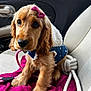 puppy, dog, bow, blue_jacket, polka_dot, car_interior, car_seat, blanket, pink_bow, leash, cute, pet, fur, ears, nose, eyes, sitting, adorable, young_dog, indoor