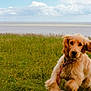 Vaya participe au concours pour gagner de l'argent avec cette photo : dog, puppy, golden_retriever, grass, leash, outdoor, field, sky, clouds, water, running, playful, pet, animal, nature, summer, young, fur, canine, energetic