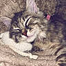 cat, kitten, tabby, fluffy, sleeping, sleepy, closed_eyes, pet, animal, furry, whiskers, pink_nose, ears, collar, red_collar, blanket, plush, toy, cozy, indoors