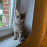 cat, kitten, gray_fur, fluffy, sitting, windowsill, window, indoors, brick_wall, curtain, wooden_floor, countryside, portrait, pet, animal, whiskers, ears, paws, cozy, natural_light