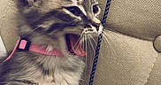 Obelixia a rejoint le concours — aidez-le/la à gagner de superbes lots ! kitten, cat, fluffy, long-haired, gray, tabby, pink_harness, leash, couch, sofa, indoor, pet, animal, whiskers, ears, blue_eyes, sitting, portrait, cozy, playful