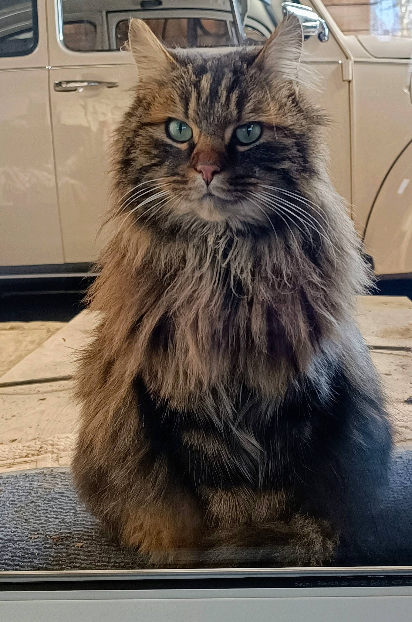 Nénette