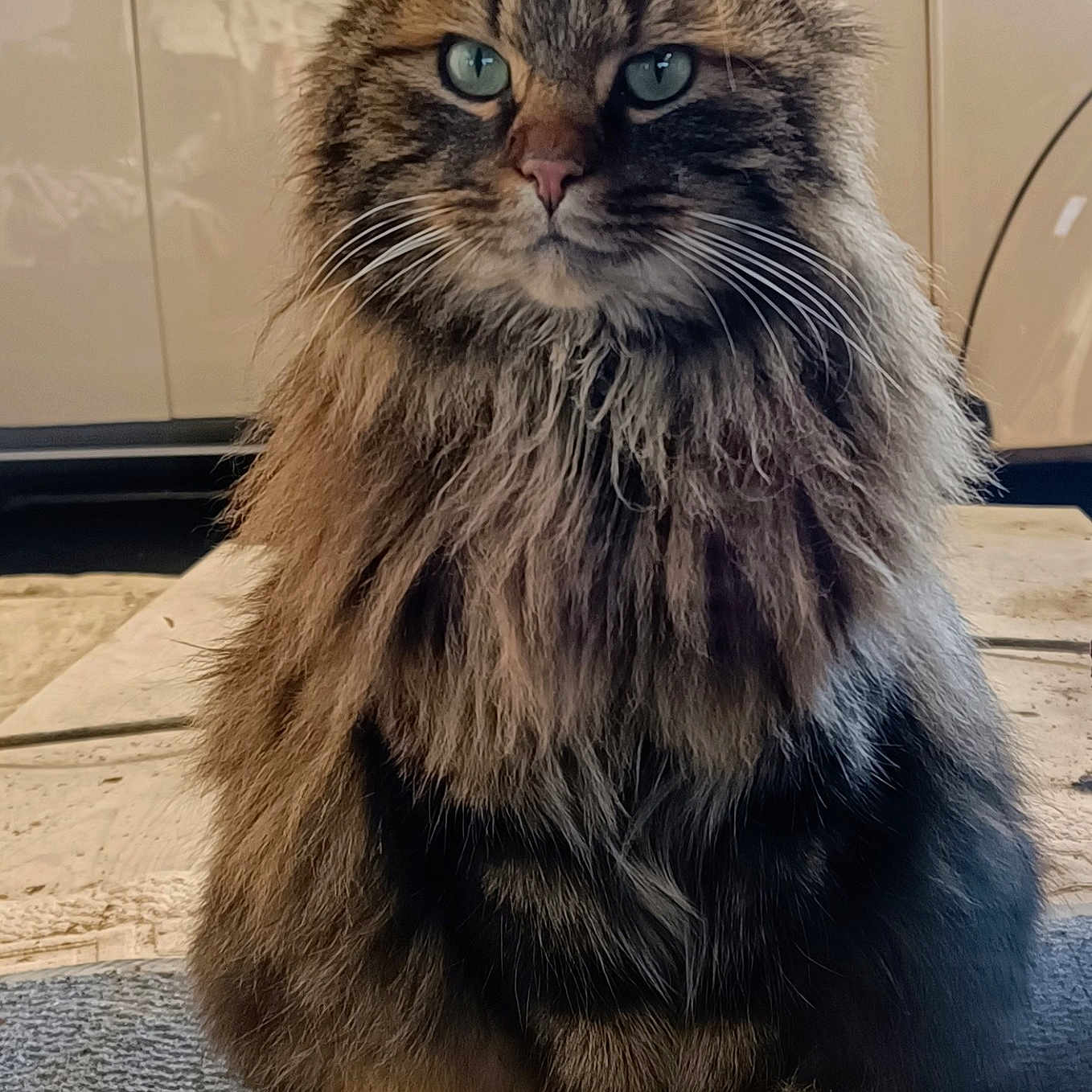 Nénette