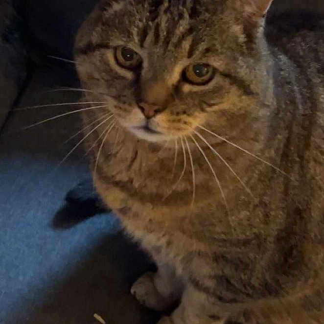 Zézette