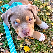 Falko a rejoint le concours — aidez-le/la à gagner de superbes lots ! puppy, dog, blue_eyes, brown_fur, white_paws, leash, grass, autumn, fallen_leaves, outdoors, portrait, close_up, lying_down, pet, canine, adorable, playful, nature, daylight, animal