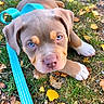 puppy, dog, blue_eyes, brown_fur, white_paws, leash, grass, autumn, fallen_leaves, outdoors, portrait, close_up, lying_down, pet, canine, adorable, playful, nature, daylight, animal
