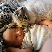 Donavon joined the competition — help win amazing prizes! adorable, animal, baby, blanket, cat, child, close_up, cozy, cute, fur, human, indoor, peaceful, pet, portrait, resting, sleeping, snuggling, soft, white_clothing