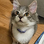Nixy joined the competition — help win amazing prizes! animal, cat, closeup, collar, curious, cute, domestic, ears, feline, fur, indoor, kitten, looking_up, pet, sitting, small, whiskers, wide_eyes, wooden_floor, young