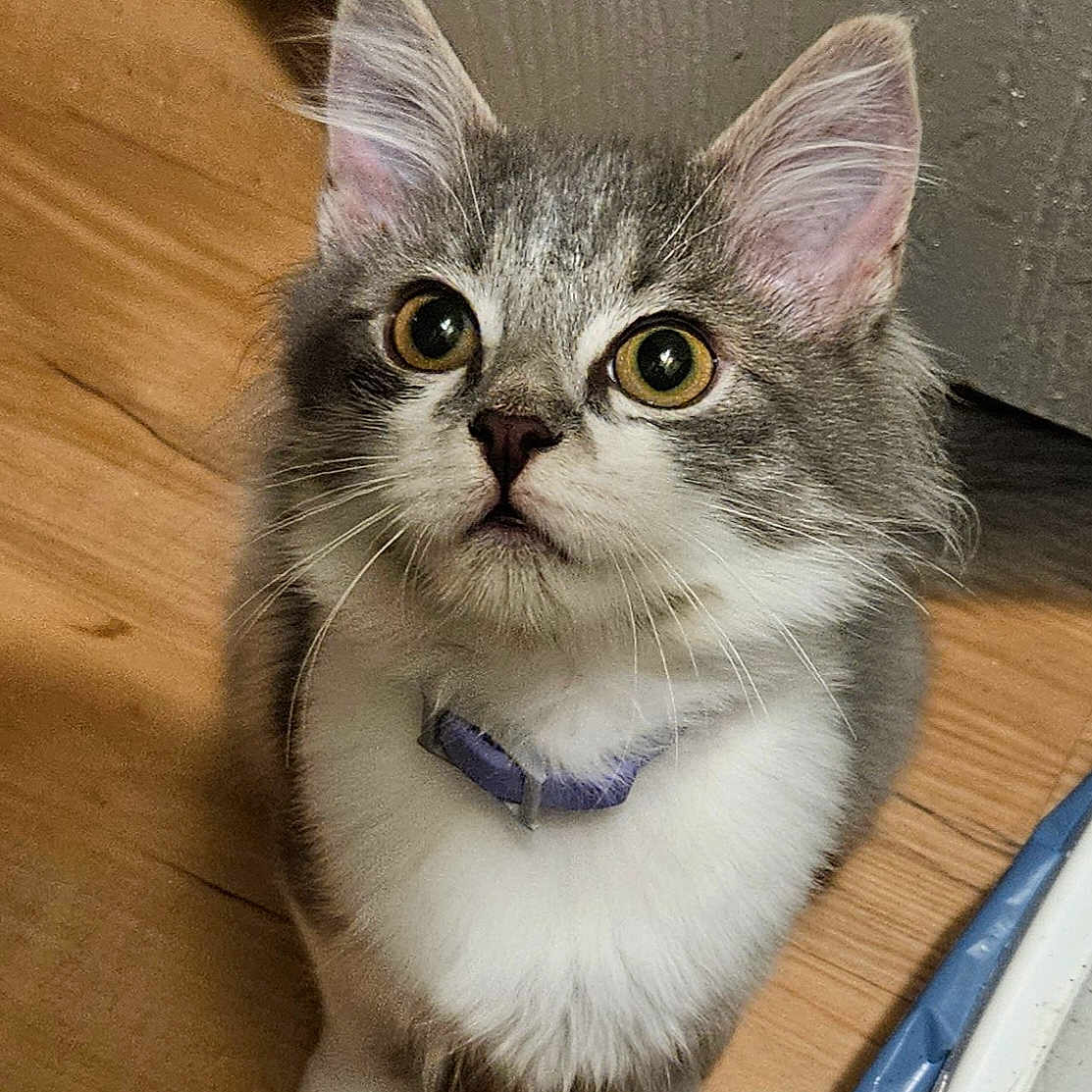 Nixy