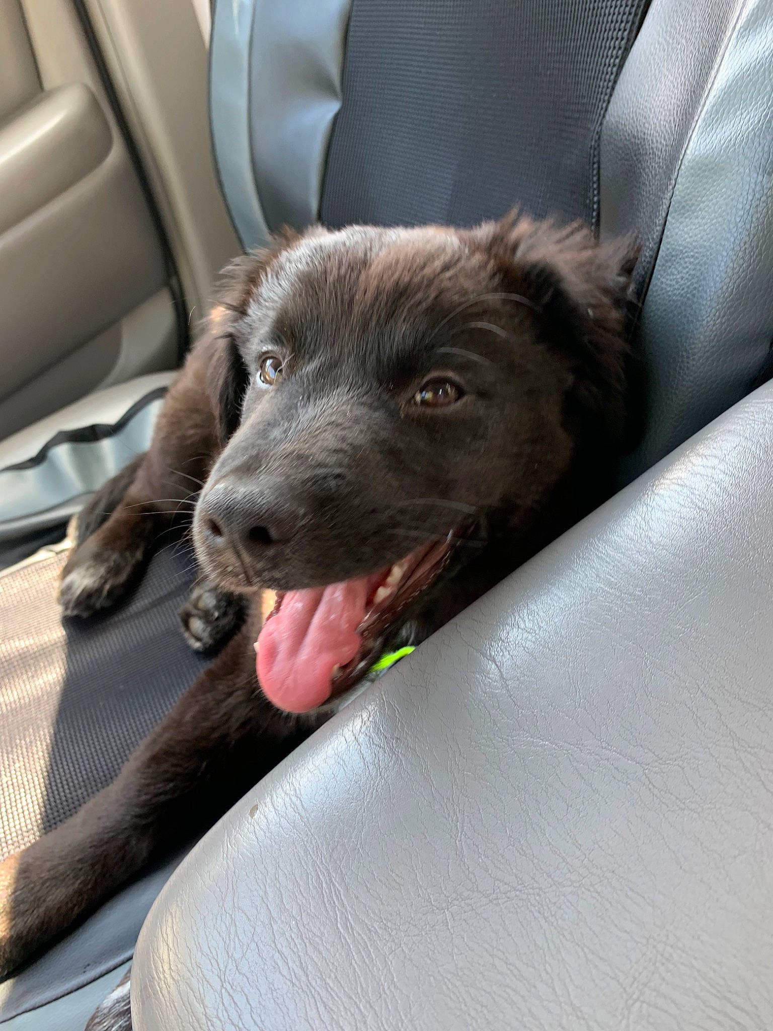 Koda is registered to the contest to win money with this photo: boykin_spaniel, canidae, carnivore, companion_dog, dog, dog_breed, german_spaniel, mammal, snout, spaniel, sporting_group