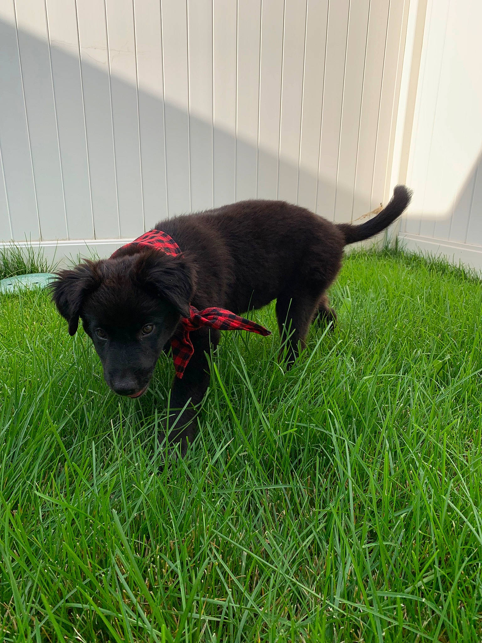 Koda is registered to the contest to win money with this photo: borador, canidae, carnivore, dog, dog_breed, flat_coated_retriever, grass, mammal, patterdale_terrier, plant, puppy, sporting_group, tail