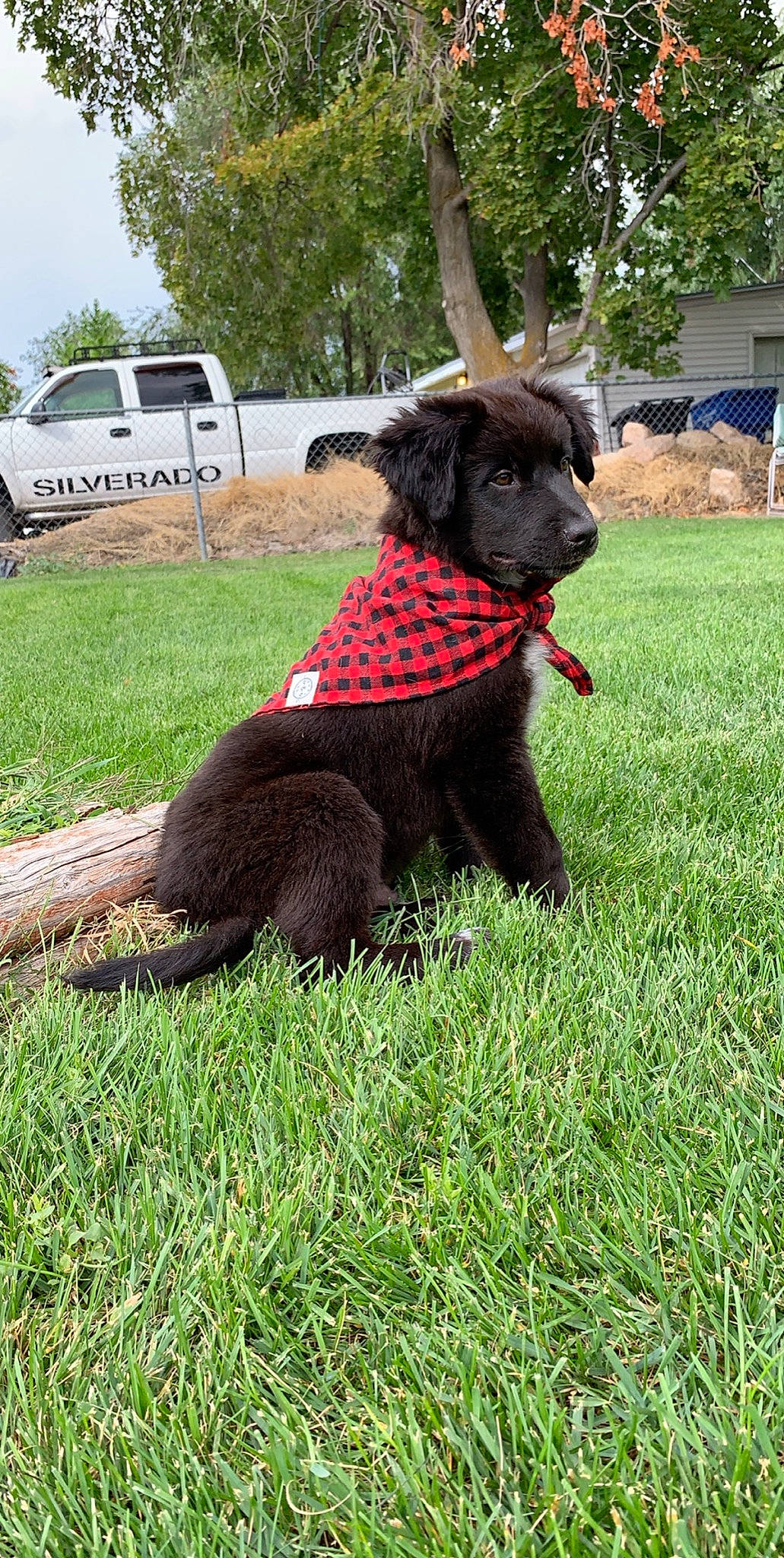 Koda joined the competition — help win amazing prizes! canidae, carnivore, companion_dog, dog, dog_breed, flat_coated_retriever, grass, hunting_dog, puppy, retriever, sporting_group, tail
