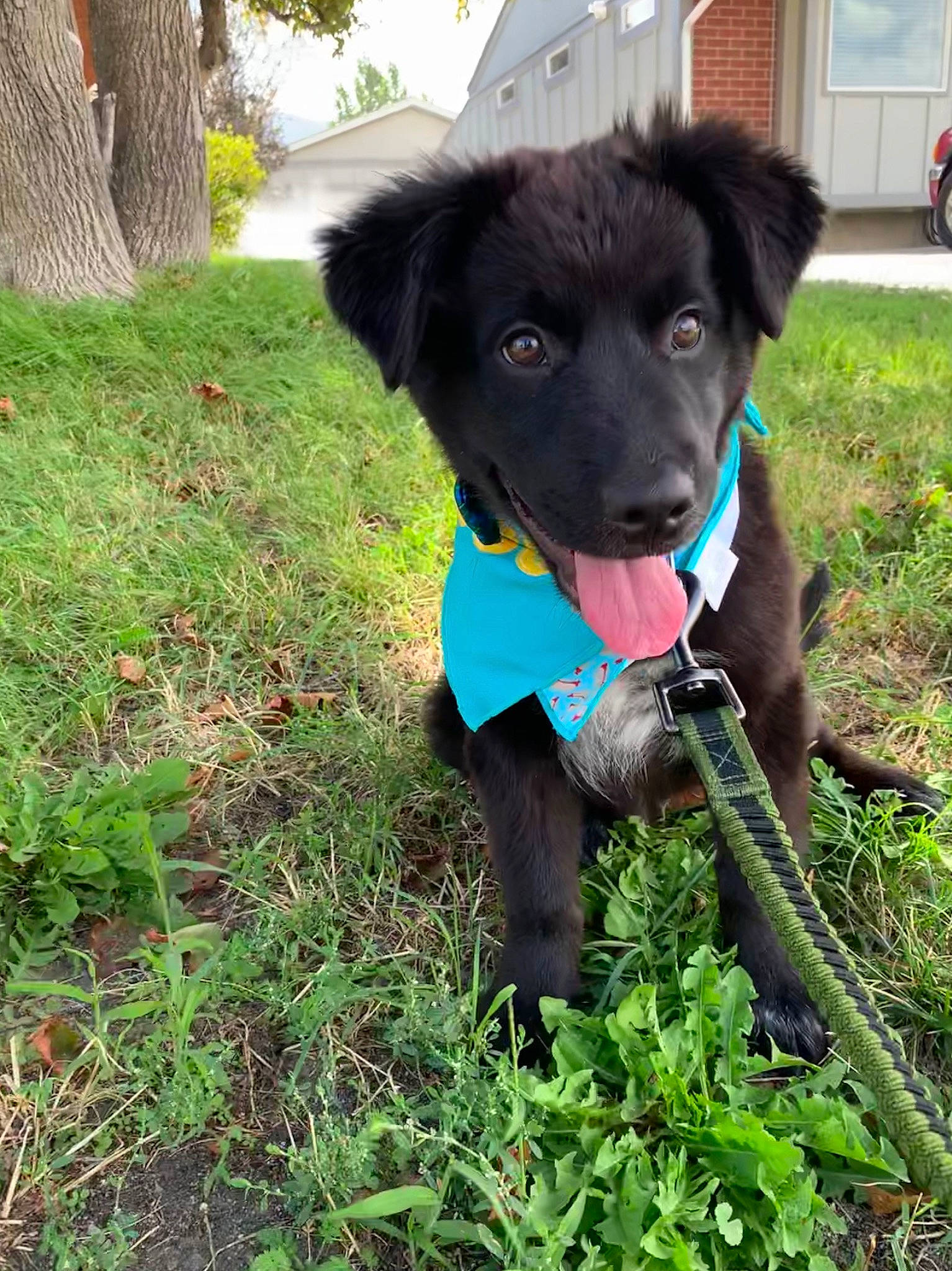 Koda is registered to the contest to win money with this photo: borador, border_collie, canidae, carnivore, companion_dog, dog, dog_breed, patterdale_terrier, plant, puppy, rare_breed_dog, sporting_group, stabyhoun, working_dog