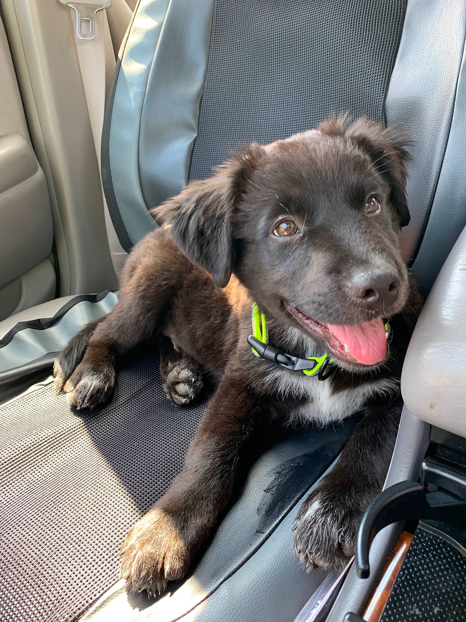 Koda joined the competition — help win amazing prizes! canidae, car_seat, carnivore, companion_dog, dog, dog_breed, puppy, retriever, snout, sporting_group, vehicle