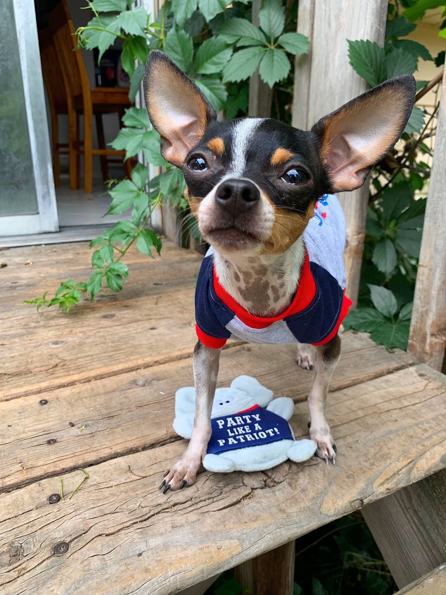 Drax is registered to the contest to win money with this photo: boston_terrier, canidae, carnivore, chihuahua, companion_dog, dog, dog_breed, dog_clothes, dog_collar, fawn, mammal, miniature_fox_terrier, puppy, rat_terrier, snout, sporting_group, teddy_roosevelt_terrier, toy_dog, toy_fox_terrier, vertebrate