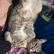 Teddy joined the competition — help win amazing prizes! animal, bed, bedding, belly_up, blanket, cat, cozy, ears, eyes, fluffy, furry, gray_cat, indoor, lying_down, pet, playful, portrait, relaxed, sleeping, whiskers