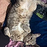 animal, bed, bedding, belly_up, blanket, cat, cozy, ears, eyes, fluffy, furry, gray_cat, indoor, lying_down, pet, playful, portrait, relaxed, sleeping, whiskers